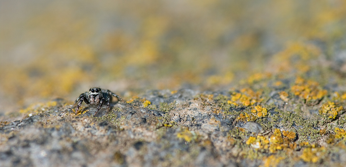 Väikesed mustad silmad