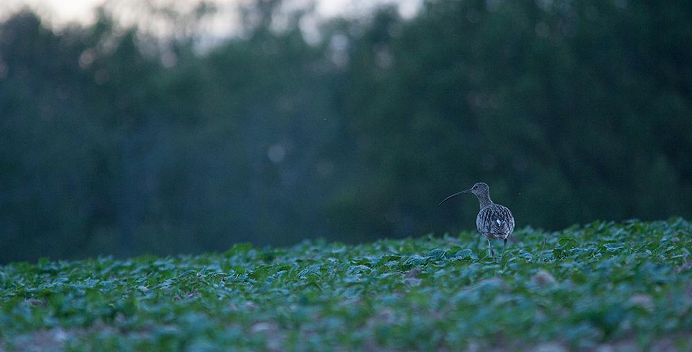 Koovitaja