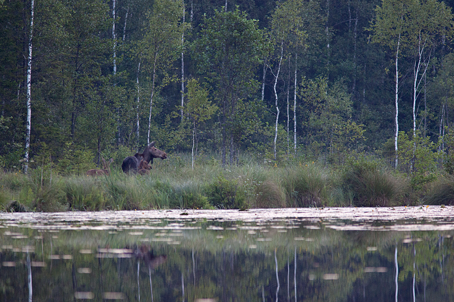 Põdrad