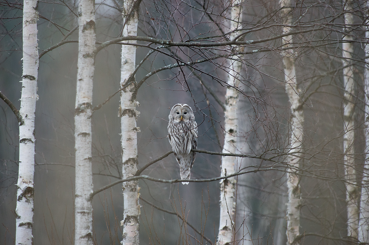 Händkakk