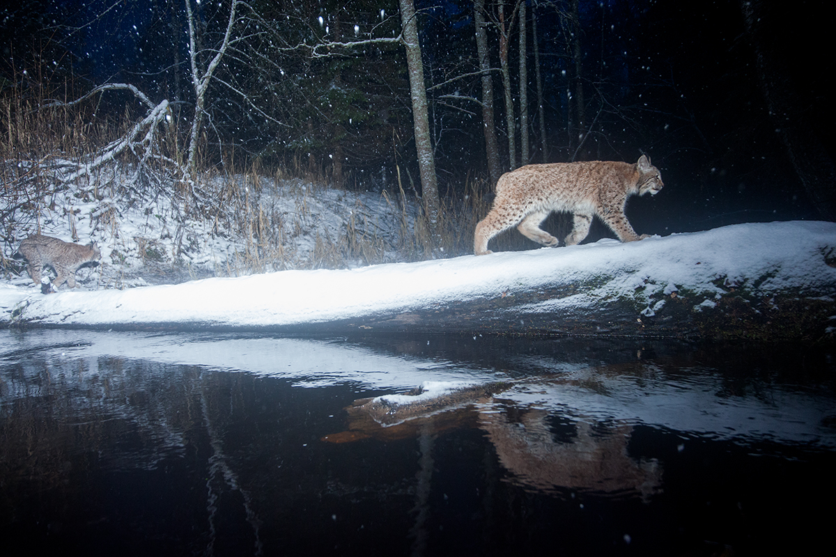 Ilves läheb üle jõe