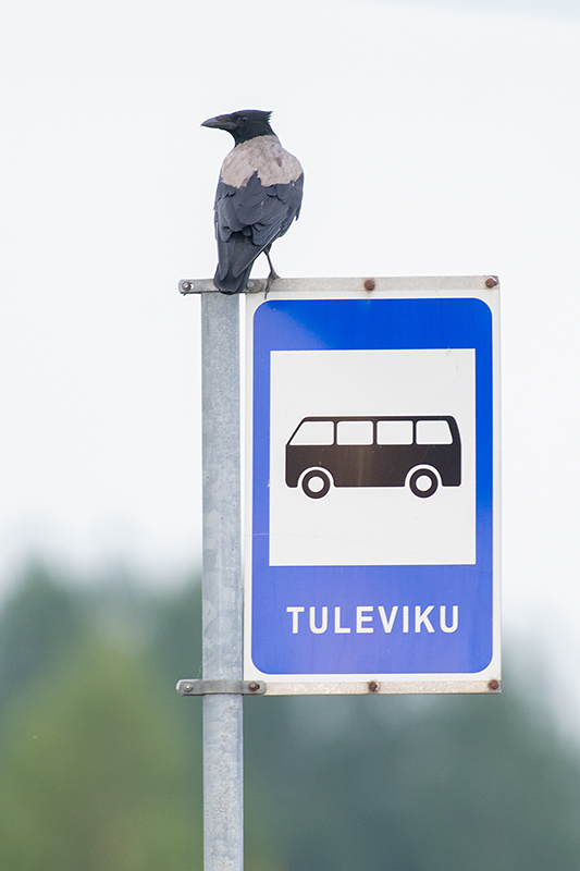 Tuleviku