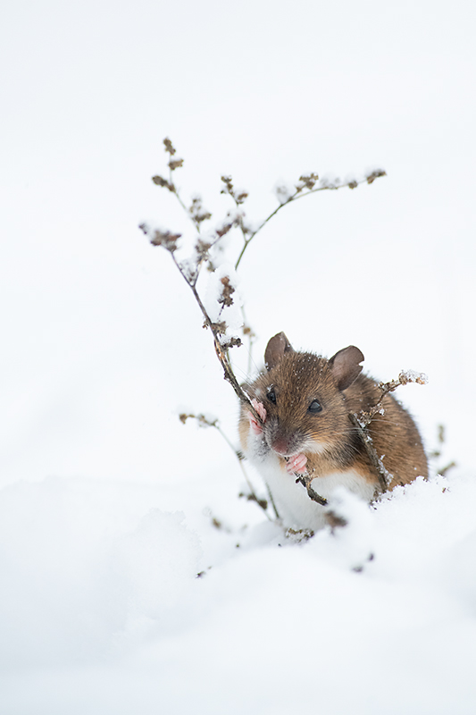 Häid jõule!