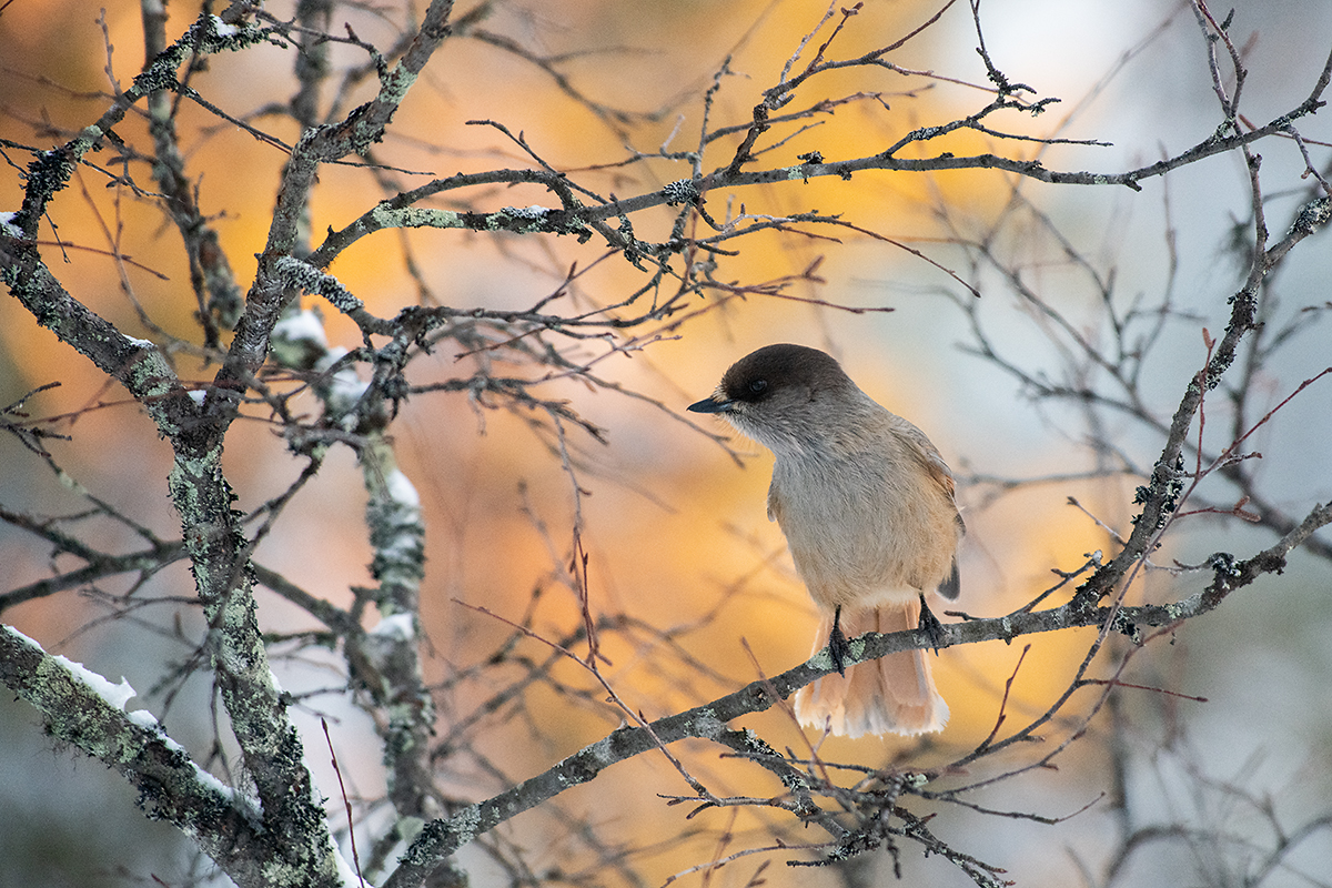 Laanenäär