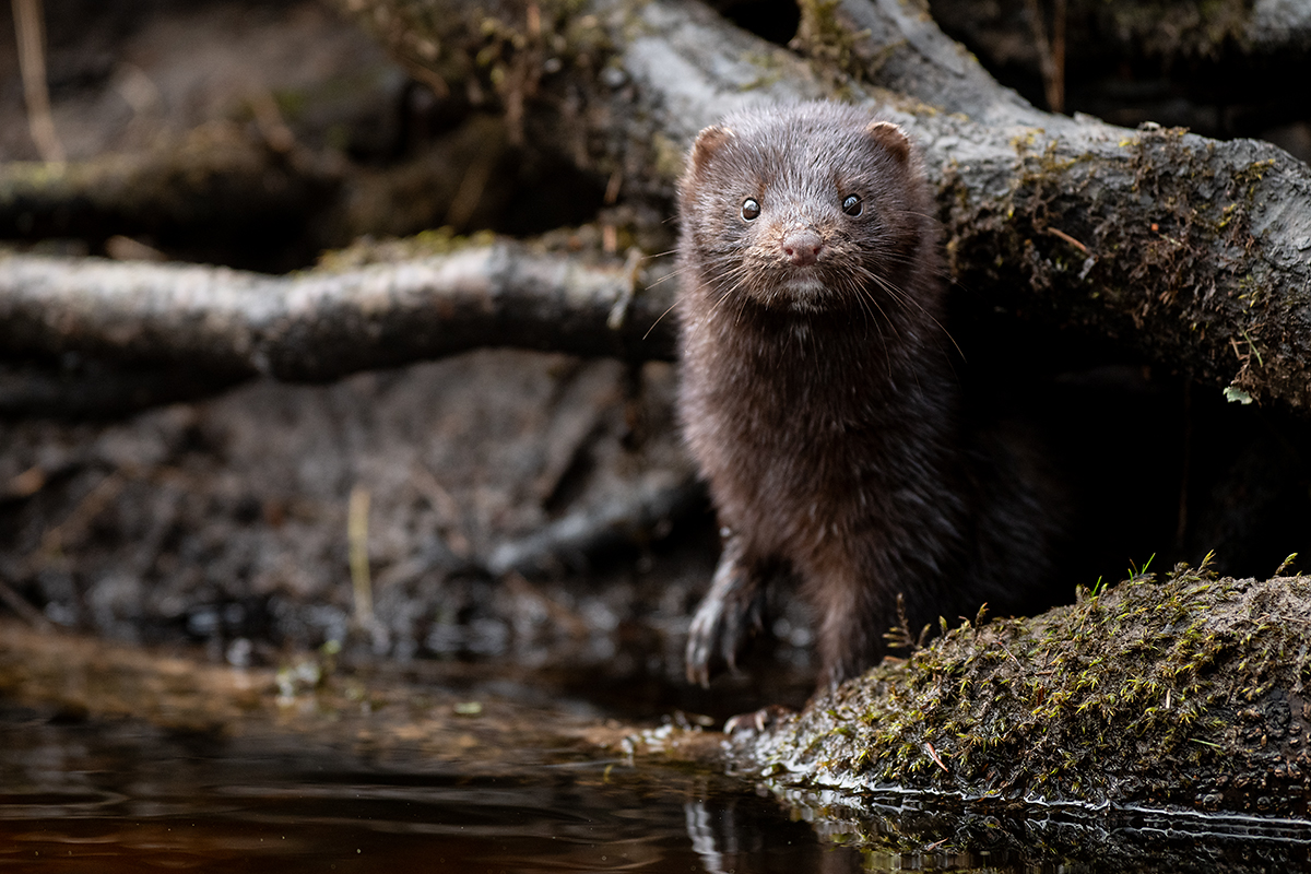 Mink
