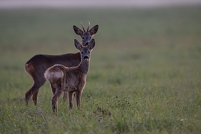 Ära karda, ma olen su selja taga