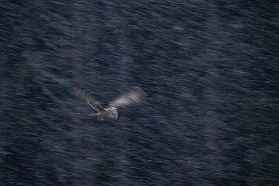 Händkakk lendab läbi lumesaju