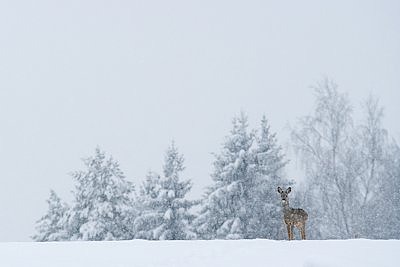 Talvemaastik kitsega