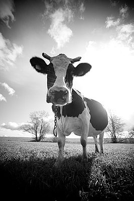 Musta-valgekirju lehm