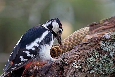 Läks vist näpu pihta