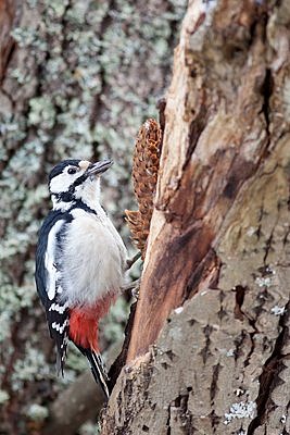 Suur-kirjurähn sepikojas