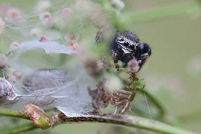 Minu kodu on minu kindlus