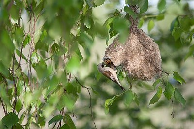 Kukkurtihane toidab poegi