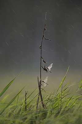 Vihm segab lennuliiklust