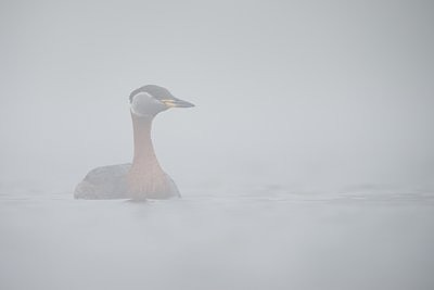 Hallpõsk-pütt udus