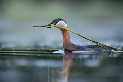 Hallpõsk-pütt pesamaterjaliga