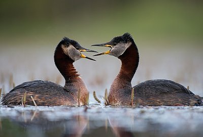 Mina armastan sind rohkem