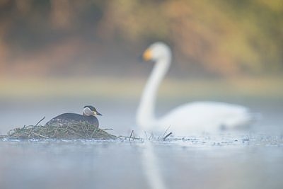 Hallpõsk-pütt ja laululuik