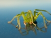 Kapotikaunistus