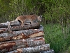 Ilves
