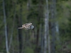 Händkakk