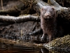 Mink
