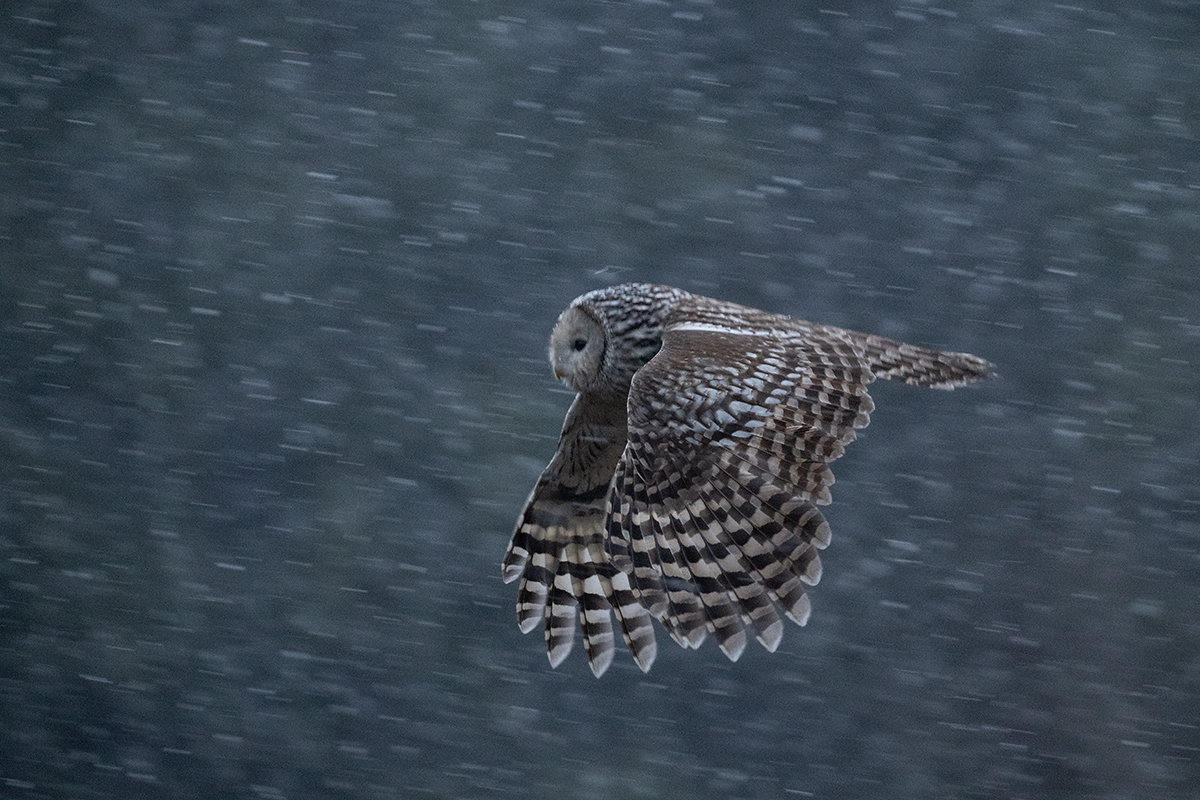Händkakk lendab läbi lumesaju
