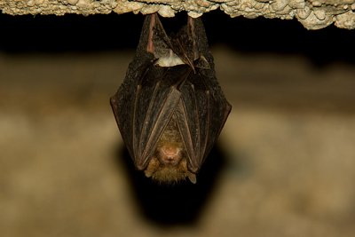 Batman magab:D