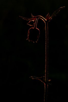 Karukell