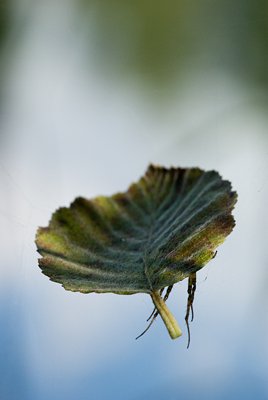 Maa ja taeva vahel