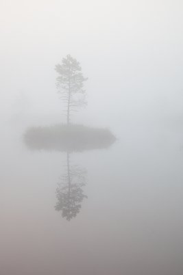 Rabamänd