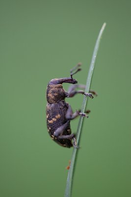 Kärsakas