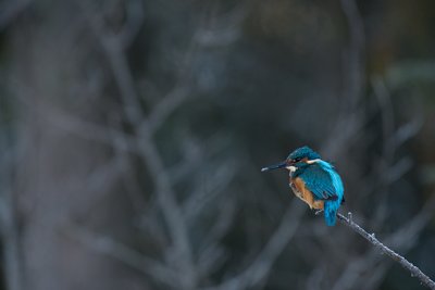 Jäälind