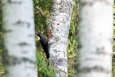 Musträhn