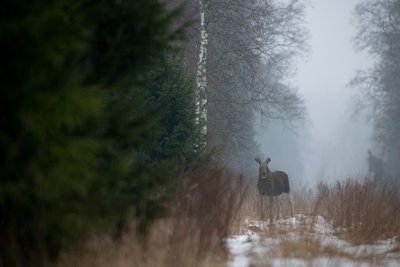 Põder
