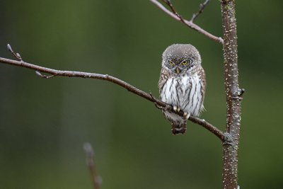 Värbkakk