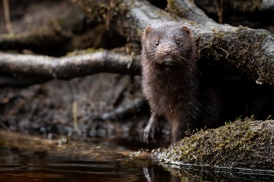 Mink