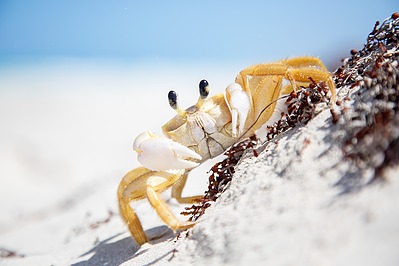 Krabi