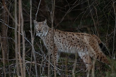 Ilves