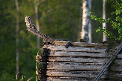 Händkakk