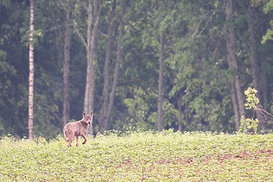 Hunt